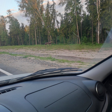 В Ивановском районе у поворота на Ломы погиб лосенок
